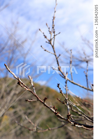 The bud of cherry blossoms waiting for spring The bud of cherry blossoms waiting for spring 136842005