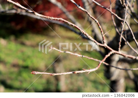 The bud of cherry blossoms waiting for spring The bud of cherry blossoms waiting for spring 136842006