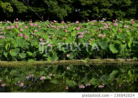 男賀市綜合公園池塘中倒映著男賀蓮花田的景色 男賀市綜合公園池塘中倒映著男賀蓮花田的景色 136842024