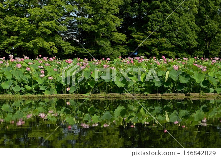 男賀市綜合公園池塘中倒映著男賀蓮花田的景色 男賀市綜合公園池塘中倒映著男賀蓮花田的景色 136842029