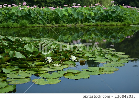 甲賀市綜合公園的睡蓮池中倒映著男鹿蓮花田的景色 136842035