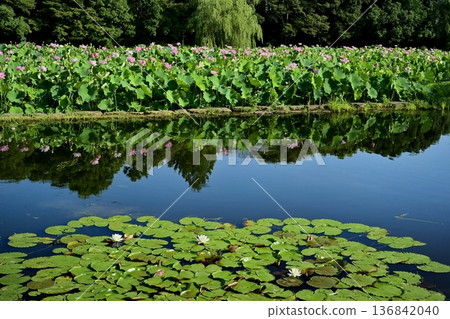 Oga lotus flower field reflected on the water lily pond in Koga City General Park 136842040