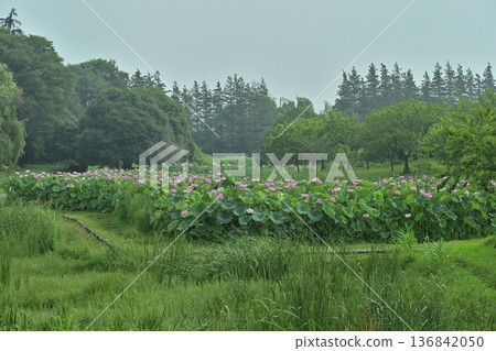 Oga lotus flower field in Koga City General Park 136842050