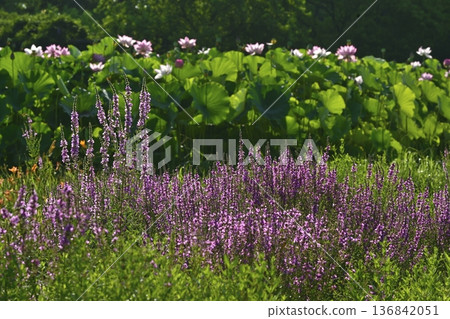 古河市綜合公園的千屈菜和男鹿蓮花田 136842051