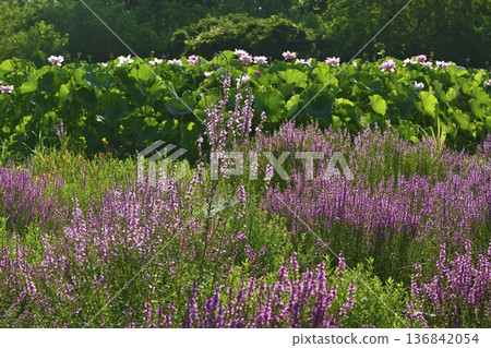 古河市綜合公園的千屈菜和男鹿蓮花田 136842054