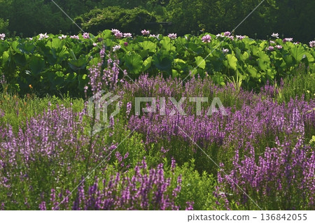 Lythrum salicaria and Oga lotus flower fields in Koga City General Park Lythrum salicaria and Oga lotus flower fields in Koga City General Park 136842055