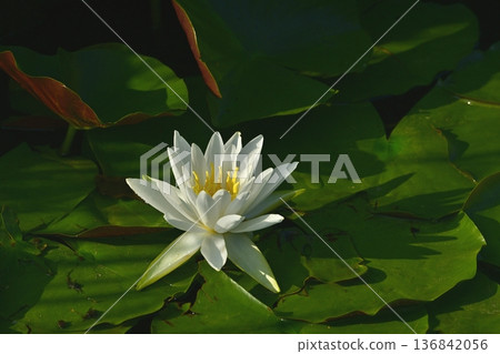 Water lilies in Koga City Park Water lilies in Koga City Park 136842056