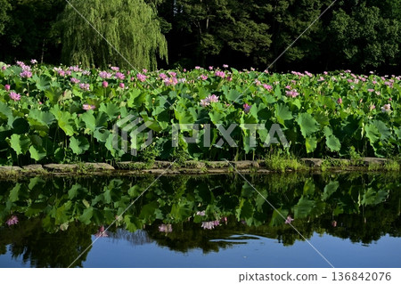 男賀市綜合公園池塘中倒映著男賀蓮花田的景色 136842076