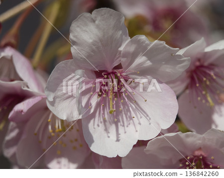 Kawazu cherry blossoms at Kangunzuka Kawazu cherry blossoms at Kangunzuka 136842260