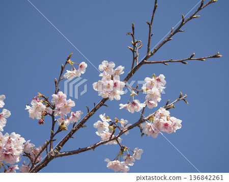 Kawazu cherry blossoms at Kangunzuka Kawazu cherry blossoms at Kangunzuka 136842261