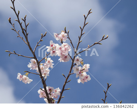 Kawazu櫻花在Kangunzuka Kawazu櫻花在Kangunzuka 136842262