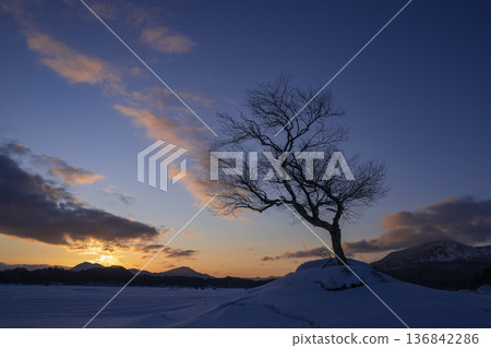 A tree standing on a hill in the winter morning glow A tree standing on a hill in the winter morning glow 136842286
