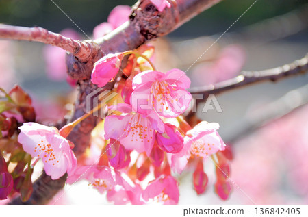 花蓮河津櫻花盛開 花蓮河津櫻花盛開 136842405