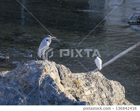 蒼鷺站在河邊的石頭上 136842416