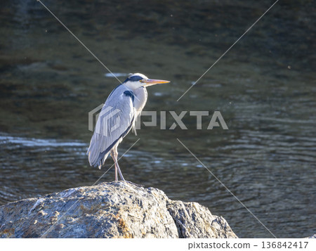 Grey heron standing on a river rock 136842417