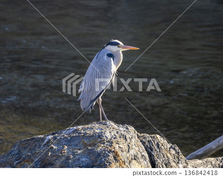 蒼鷺站在河邊的石頭上 136842418