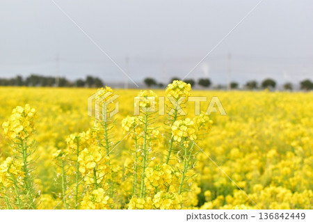 岡山菜花笠岡灣農場 岡山菜花笠岡灣農場 136842449