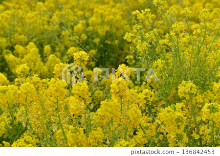 岡山菜花笠岡灣農場 136842453