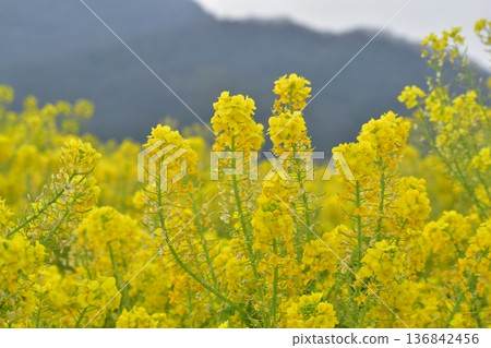 岡山菜花笠岡灣農場 136842456
