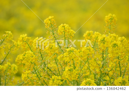Rape blossoms, Okayama, Kasaoka Bay Farm Rape blossoms, Okayama, Kasaoka Bay Farm 136842462