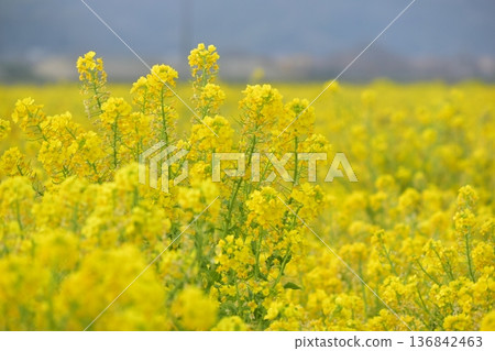 Rape blossoms, Okayama, Kasaoka Bay Farm Rape blossoms, Okayama, Kasaoka Bay Farm 136842463