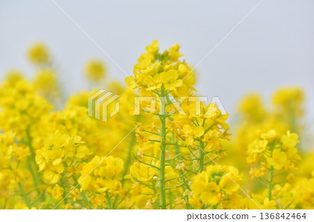 岡山菜花笠岡灣農場 岡山菜花笠岡灣農場 136842464