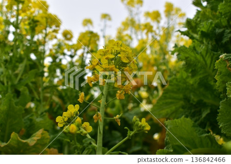 岡山菜花笠岡灣農場 岡山菜花笠岡灣農場 136842466