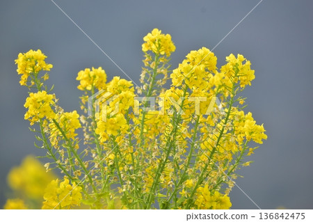 Rape blossoms, Okayama, Kasaoka Bay Farm Rape blossoms, Okayama, Kasaoka Bay Farm 136842475