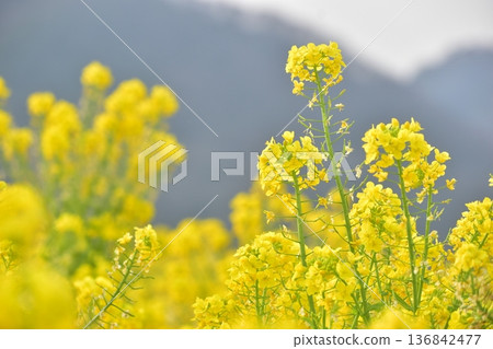 岡山菜花笠岡灣農場 136842477