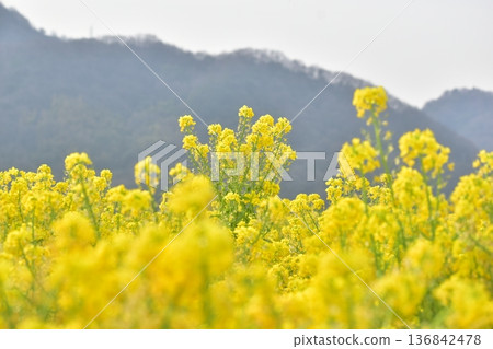 岡山菜花笠岡灣農場 岡山菜花笠岡灣農場 136842478