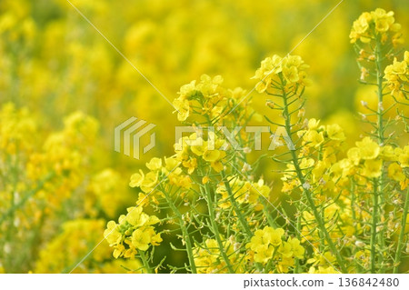 Rape blossoms, Okayama, Kasaoka Bay Farm 136842480