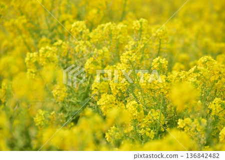 Rape blossoms, Okayama, Kasaoka Bay Farm 136842482