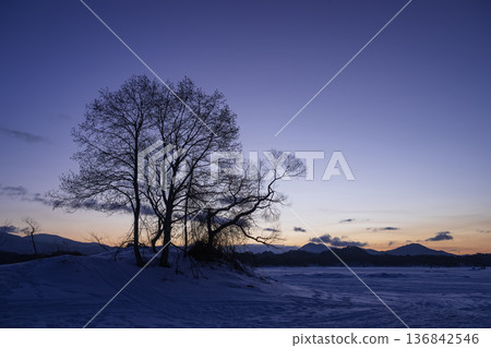 A tree standing on a hill in the winter morning glow A tree standing on a hill in the winter morning glow 136842546