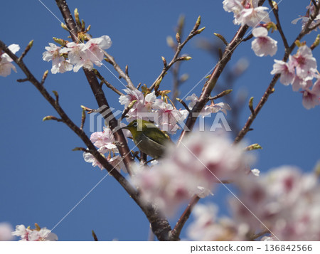 Kawazu cherry tree and mezzo 136842566