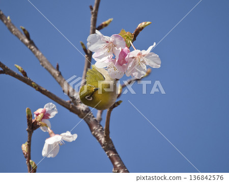 Kawazu cherry tree and mezzo Kawazu cherry tree and mezzo 136842576