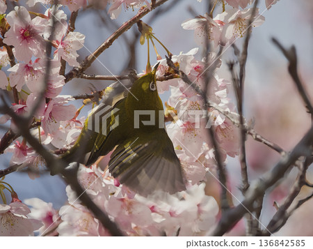 Kawazu cherry tree and mezzo 136842585