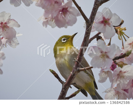 Kawazu cherry tree and mezzo 136842586