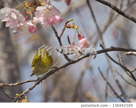 Kawazu cherry tree and mezzo 136842589