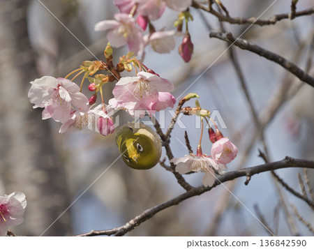 Kawazu cherry tree and mezzo 136842590