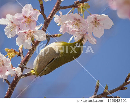 Kawazu cherry tree and mezzo 136842591