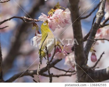 Kawazu cherry tree and mezzo 136842593
