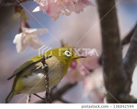 Kawazu cherry tree and mezzo 136842594