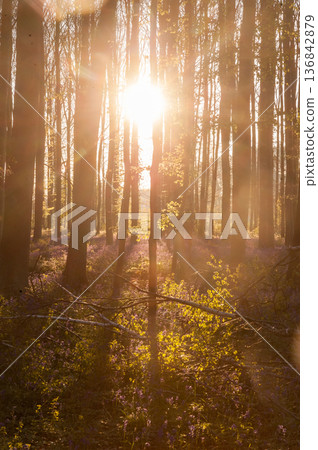 Sunrise illuminating bluebells Sunrise illuminating bluebells 136842879