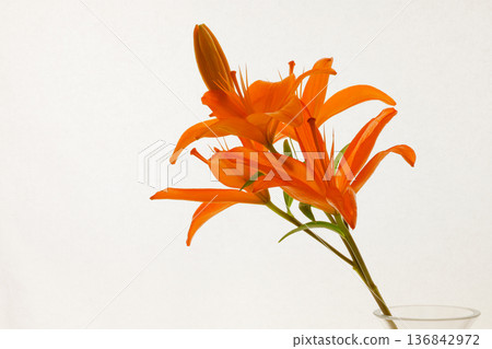 Orange lily on a white background Orange lily on a white background 136842972