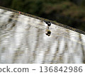 Black-backed wagtail 136842986