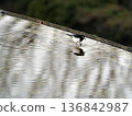 Black-backed wagtail 136842987
