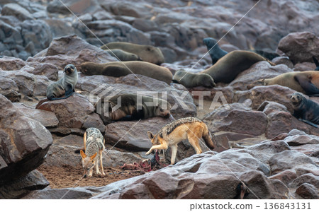 Jackals scavening for seal meat 136843131