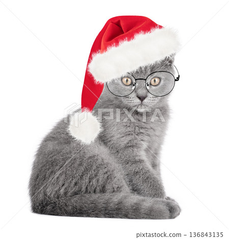 Cute gray Scottish Fold cat wearing glasses and a Santa Claus hat isolated on white background 136843135