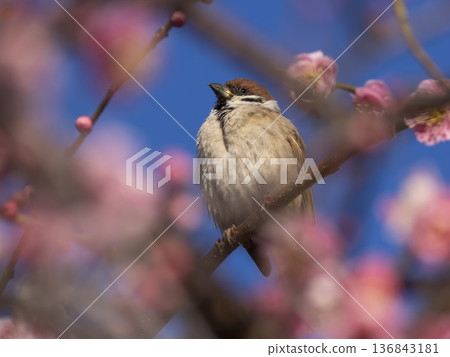 Plum blossoms and sparrows Plum blossoms and sparrows 136843181