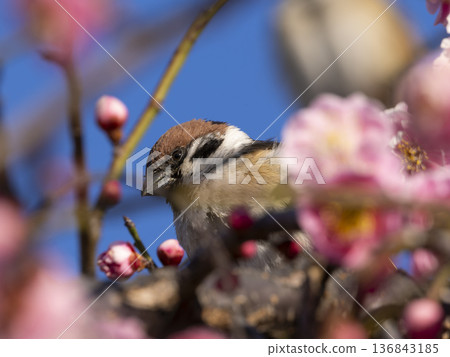 梅花和麻雀 梅花和麻雀 136843185